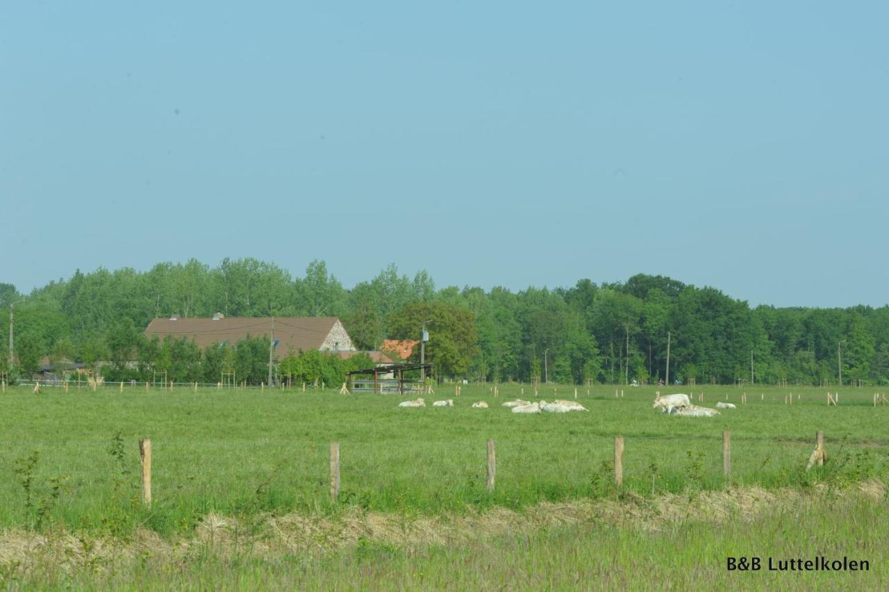 Luttelkolen